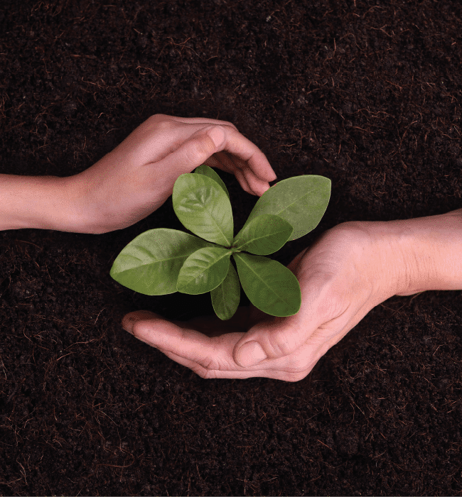 Hands gently protecting a growing green plant in rich dark soil, illustrating church property investment funds.